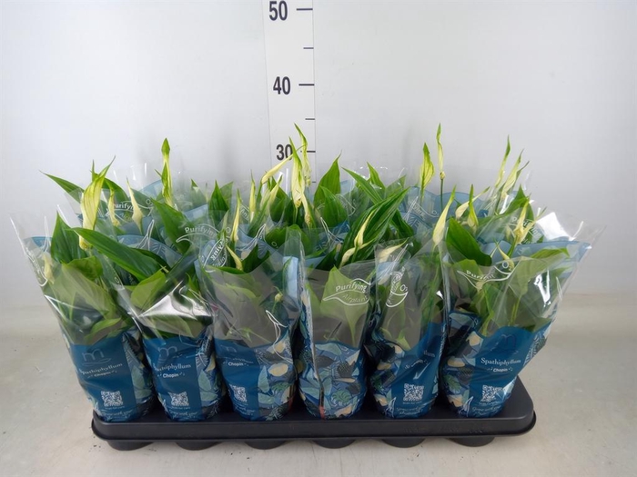 <h4>Spathiphyllum  'Chopin'</h4>