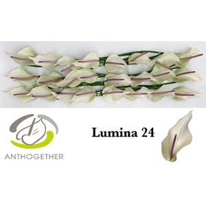 ANTH LUMINA 24 smart pack