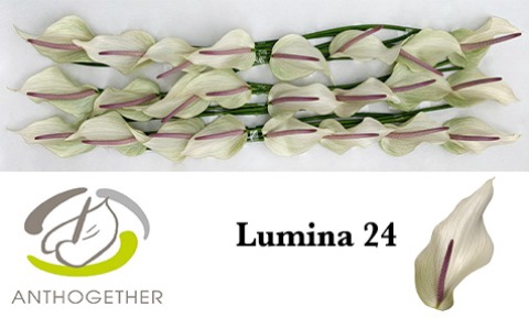 ANTH LUMINA 24 smart pack