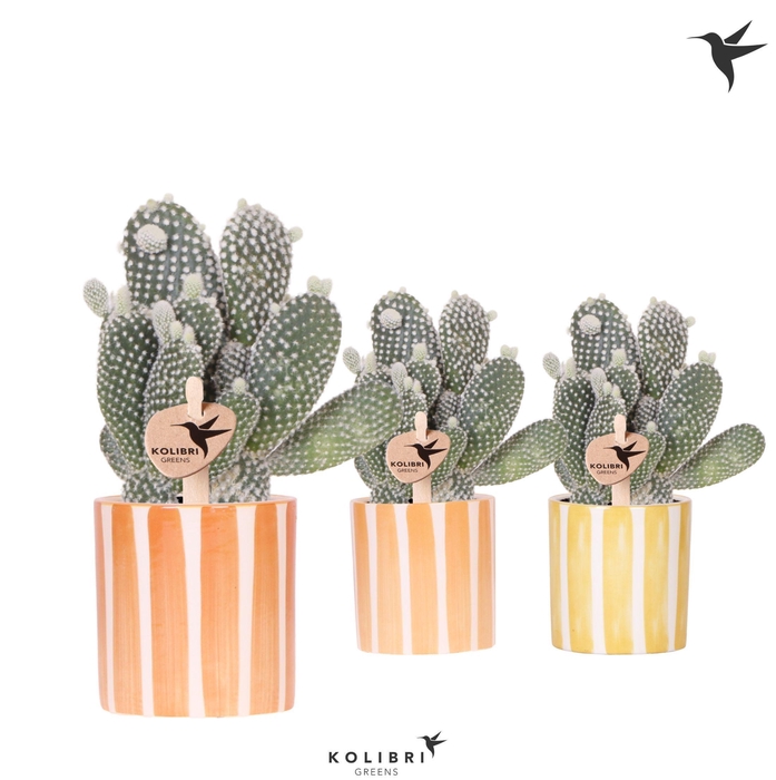 <h4>Kolibri Greens Opuntia white in Painted Stripe pot yellow mix</h4>