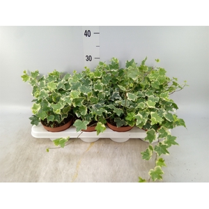 Hedera   ...variegated