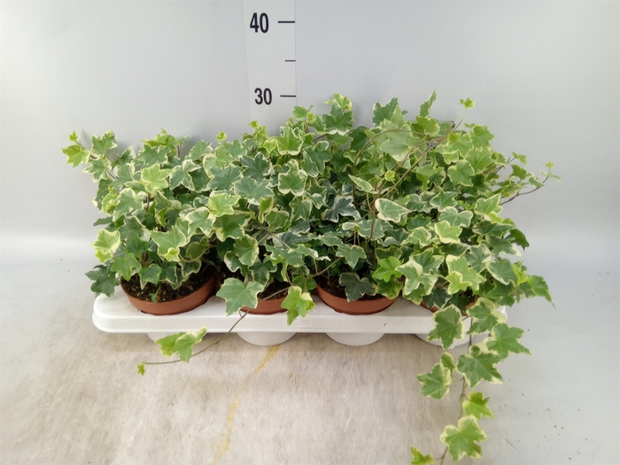<h4>Hedera   ...variegated</h4>