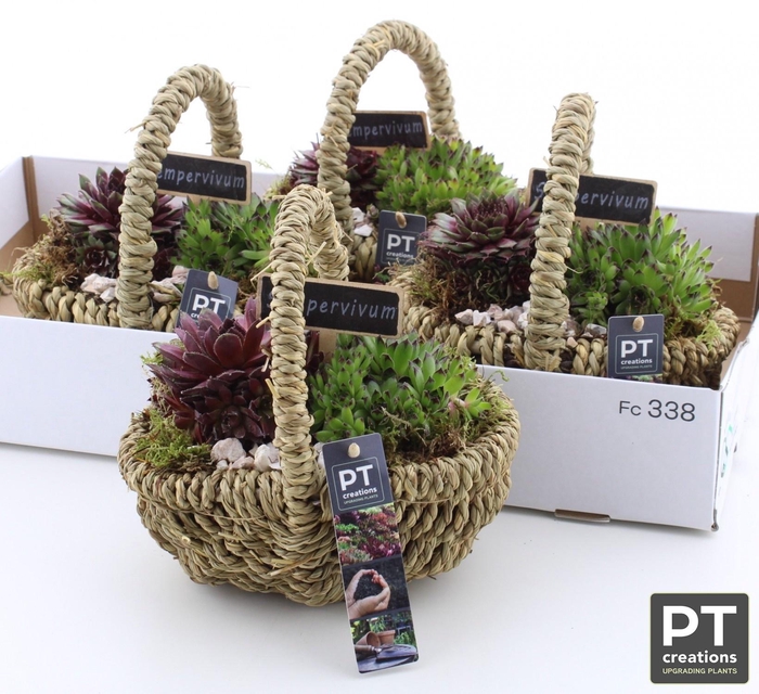 <h4>ARR SEMPERVIVUM</h4>
