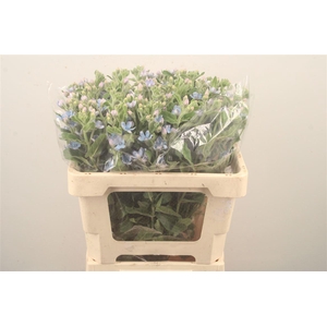 Oxypetalum Tan Pur Blue