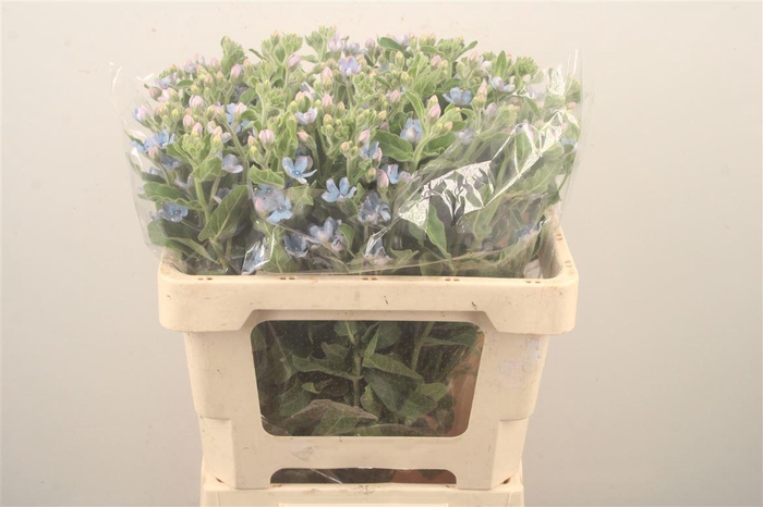 <h4>Oxypetalum Tan Pur Blue</h4>