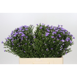 Aster Cassandra