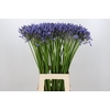 Agapanthus Suzan