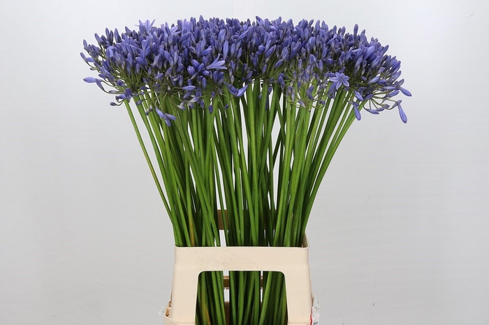 <h4>Agapanthus Suzan</h4>