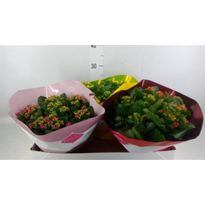 Kalanchoe blos.   ..mix 5