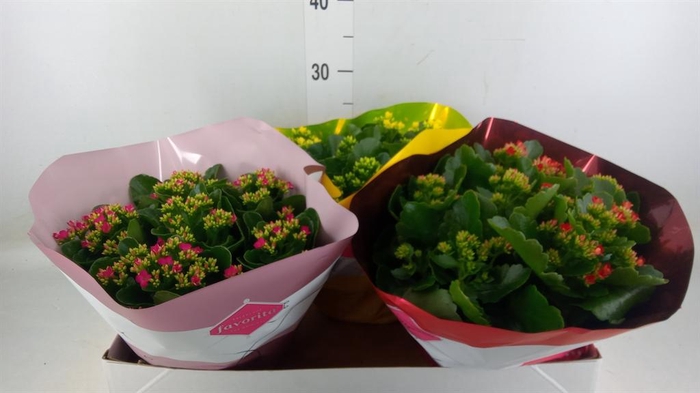 <h4>Kalanchoe blos.   ..mix 5</h4>