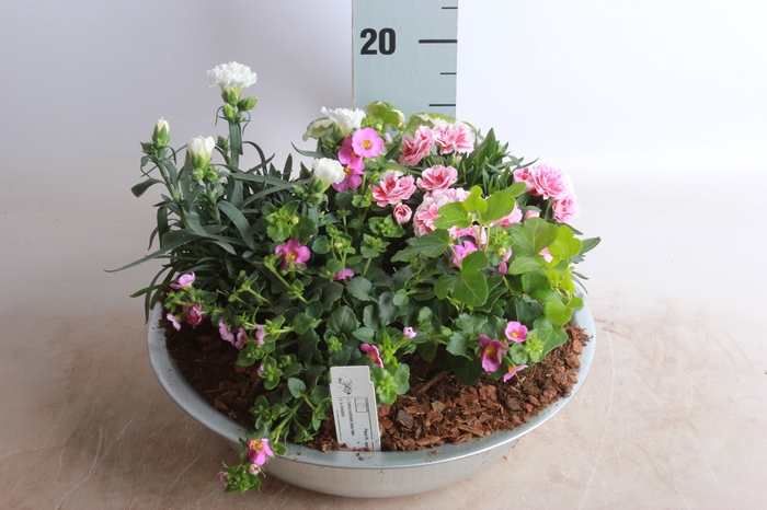 <h4>ARR TUINPLANTEN</h4>