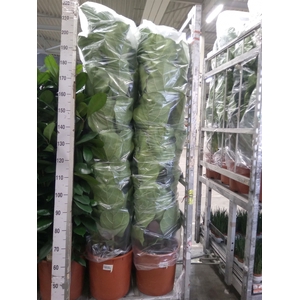 Ficus lyrata