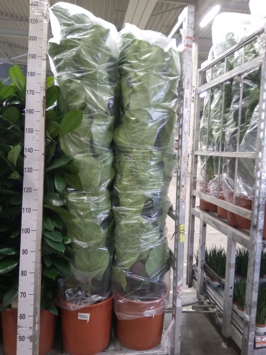 <h4>Ficus lyrata</h4>