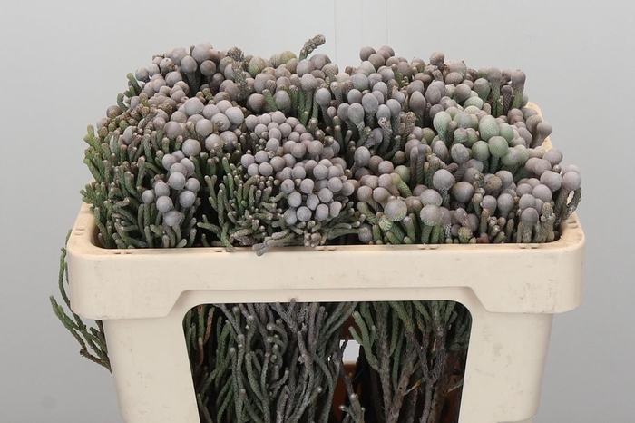 <h4>Kaaps Groen Silver Brunia</h4>