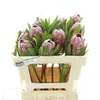 Protea Pink Ice