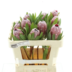 Protea Pink Ice