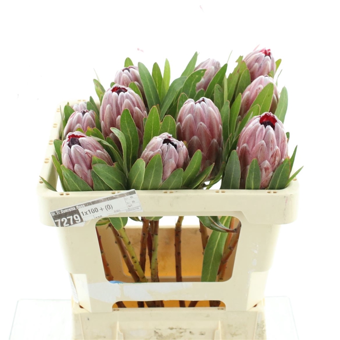 <h4>Protea Pink Ice</h4>