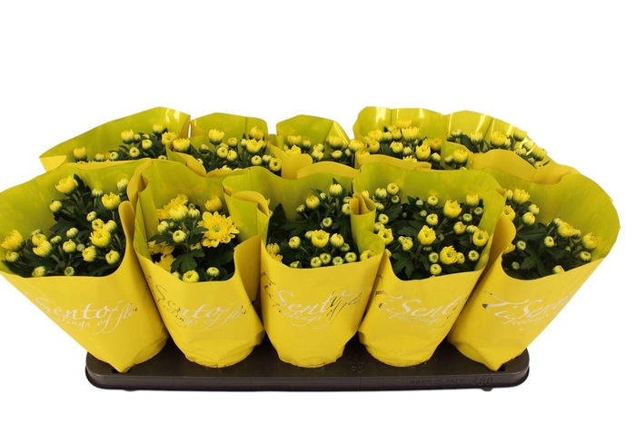 <h4>CHRYS GEVULDBL GEM</h4>