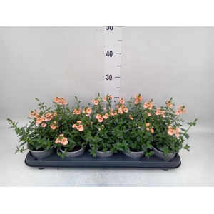 Diascia  'Piccadilly Salmon'