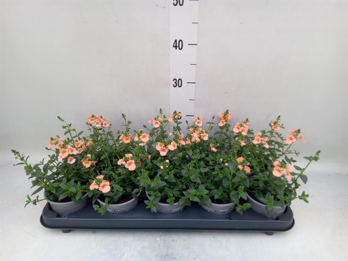 <h4>Diascia  'Piccadilly Salmon'</h4>