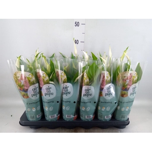Spathiphyllum 'Pearl Cupido'