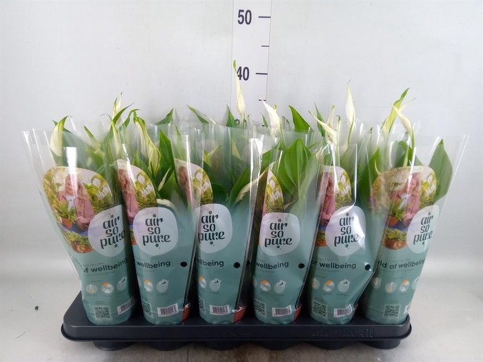 <h4>Spathiphyllum  'Pearl Cupido'</h4>