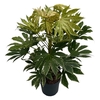Fatsia jap. 'Spiderweb' sense C10