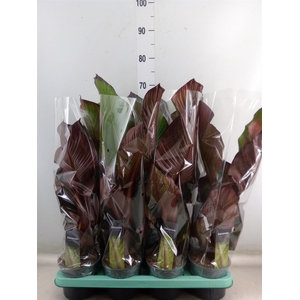 Ensete ventricosum 'Maurelii'