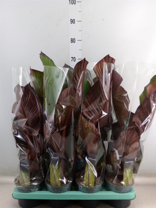 <h4>Ensete ventricosum 'Maurelii'</h4>
