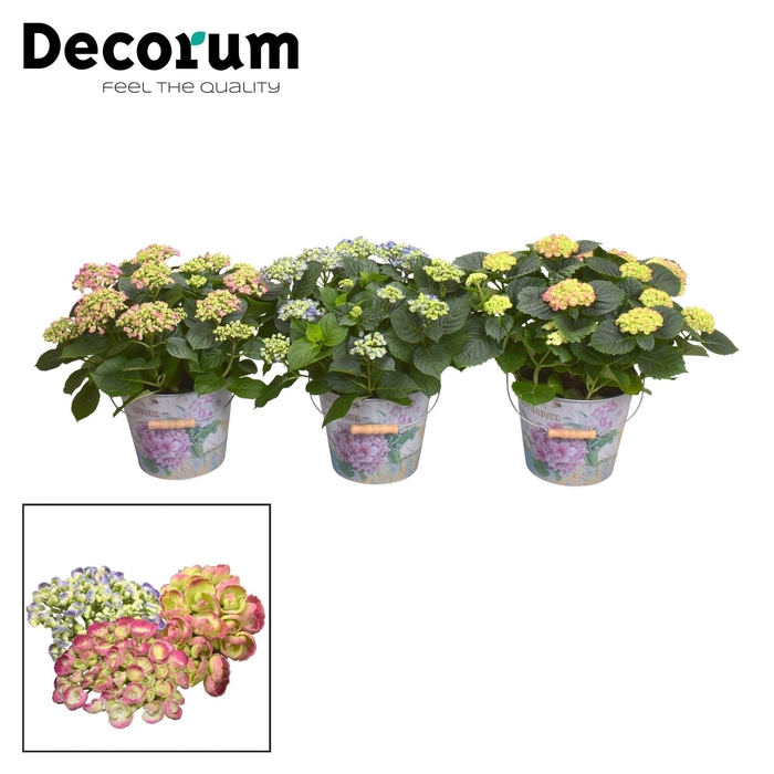 <h4>Hydrangea Curly Wurly diverse kleuren 9-15 kop in Bucket (Decorum)</h4>