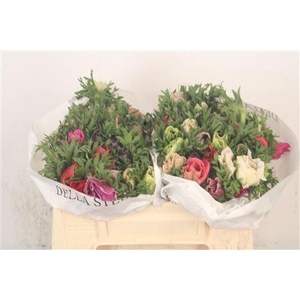 Anemone Mistral Mixed In Bunch