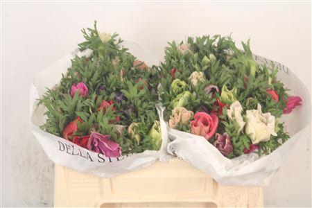 <h4>Anemone Mistral Mixed In Bunch</h4>