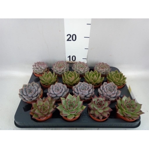 Echeveria   ...mix