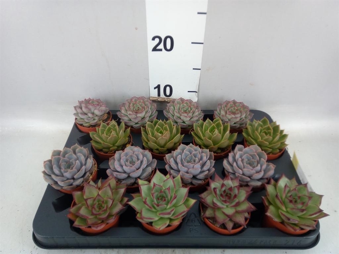 <h4>Echeveria   ...mix</h4>