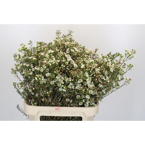 Chamelaucium Carlys White