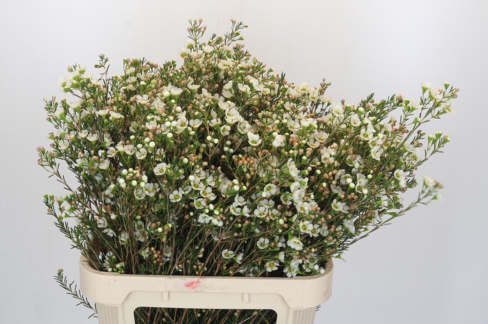 <h4>Chamelaucium Carlys White</h4>