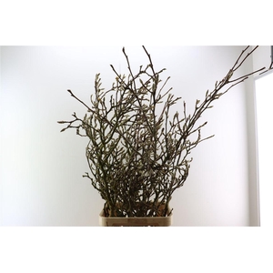 Magnolia Grandiflora Grillig 150cm P Stem X5