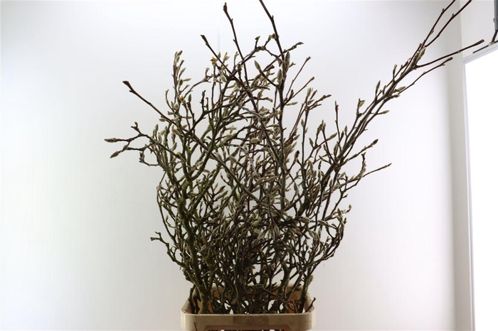 <h4>Magnolia Grandiflora Grillig 150cm P Stem X5</h4>
