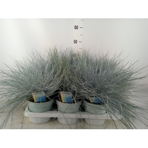 Festuca glauca 'Intens Blue'