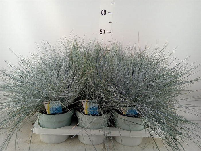 <h4>Festuca glauca 'Intens Blue'</h4>