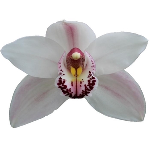 CYMB T WESTERN ROSE