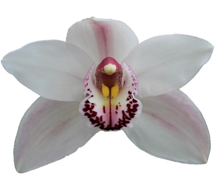 <h4>CYMB T WESTERN ROSE</h4>