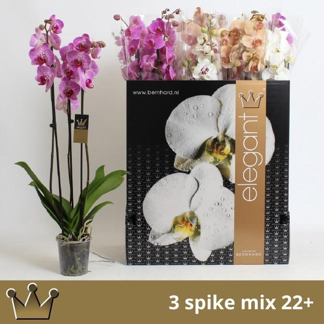 <h4>PHAL GEM 7 KL</h4>