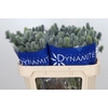 Eryngium Electric Dynamite