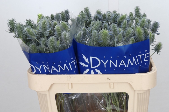 Eryngium Electric Dynamite