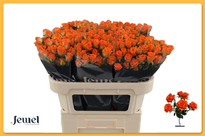 <h4>R TR PICANTO Water</h4>