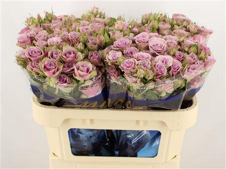 <h4>R Tr Purple Sky</h4>