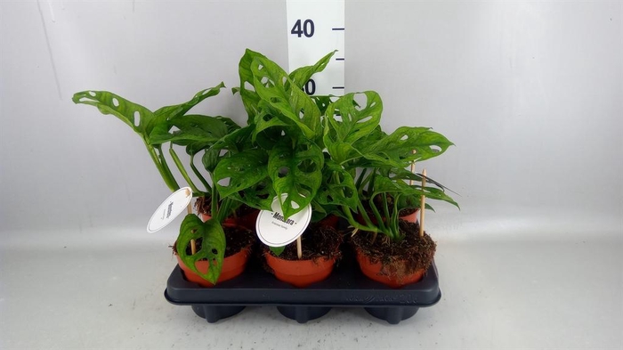 <h4>Monstera obliqua 'Leichtlinii'</h4>