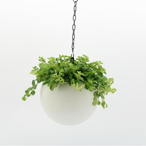 Globee Indoor Peperomia 115