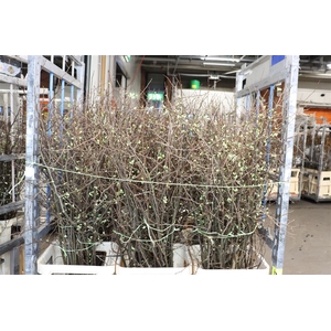 Chaenomeles Wit.ca 130/140cm